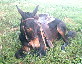 gaited mule